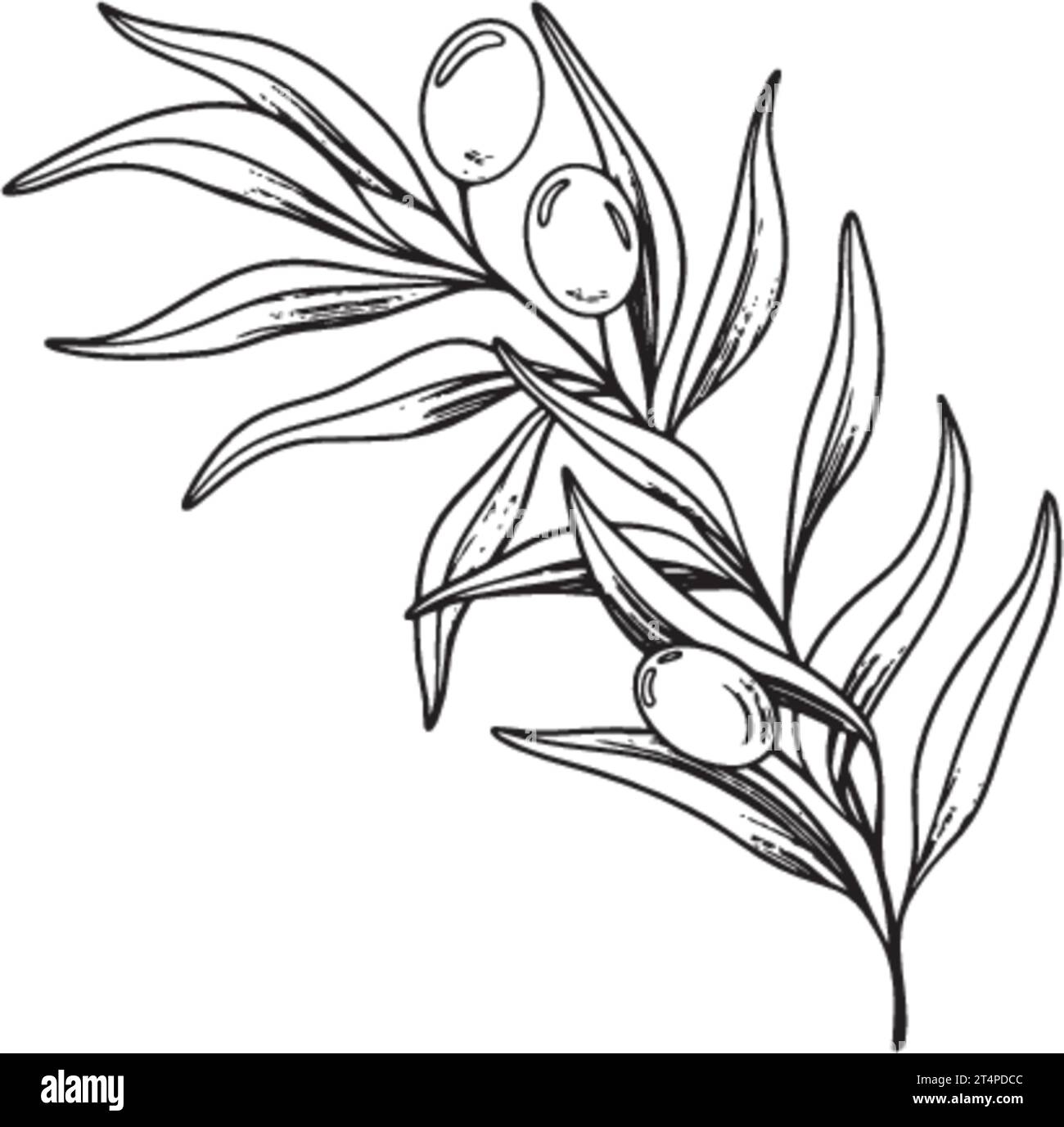 Sketch of olive branch with berries and leaves. Hand drawn vector line ...