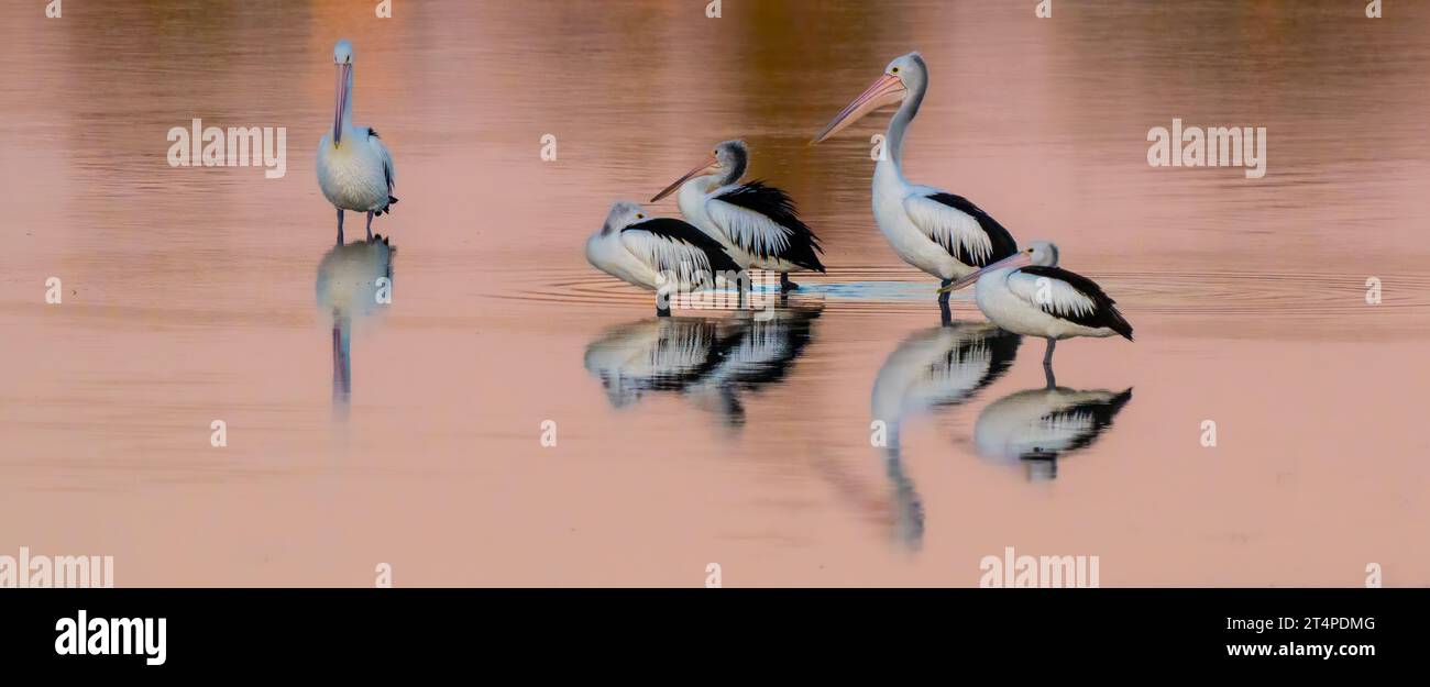 Pelicans in Pink Stock Photo