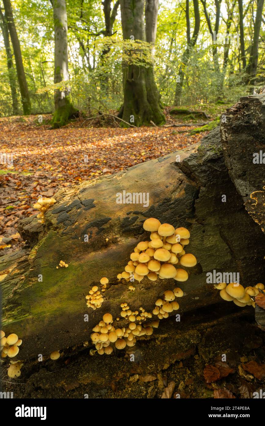 Sulphur Tuft fungi: Hypholoma fasciculare. Surrey, UK Stock Photo