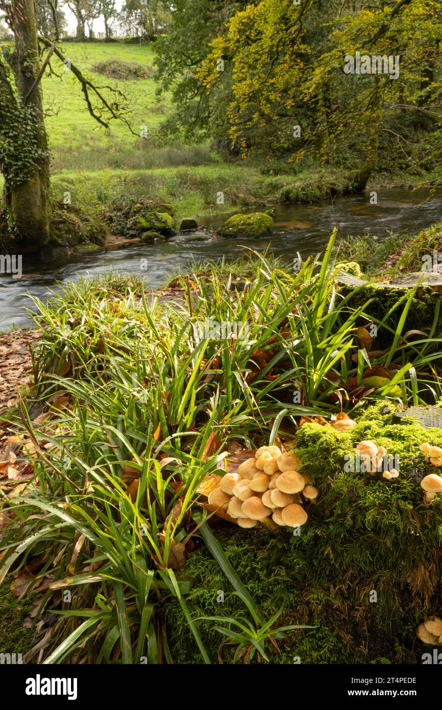Sulphur Tuft: Hypholoma fasciculare. River Fowey, Cornwall, UK Stock Photo
