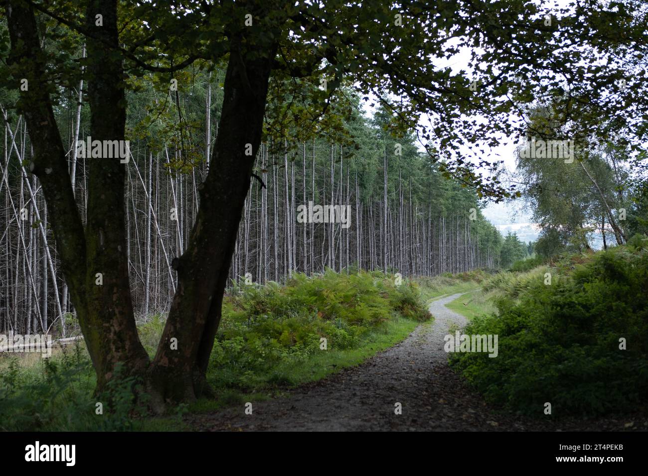 Mortimers Forest trail. Stock Photo