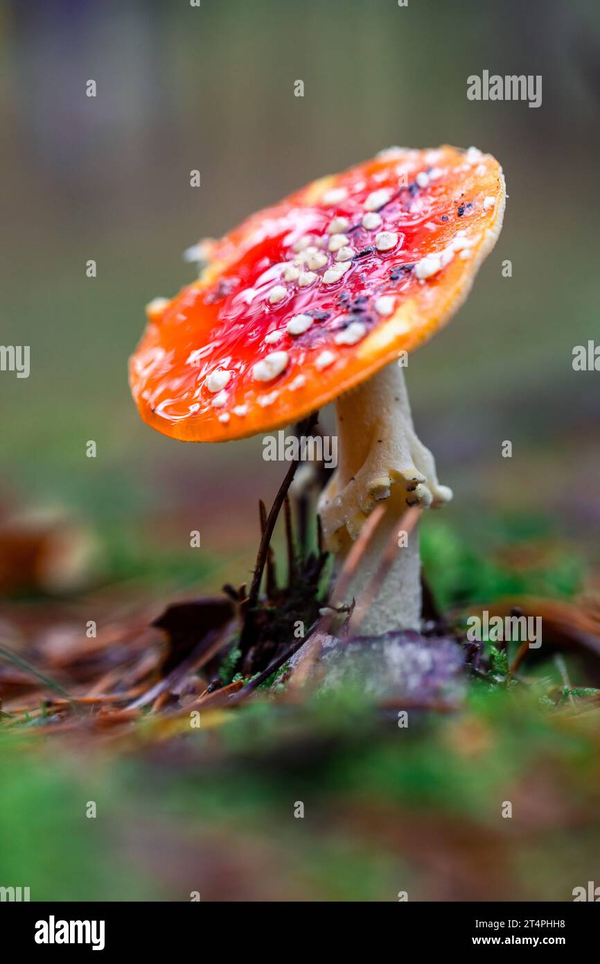 Close-up of fly agaric mushroom on field Stock Photo