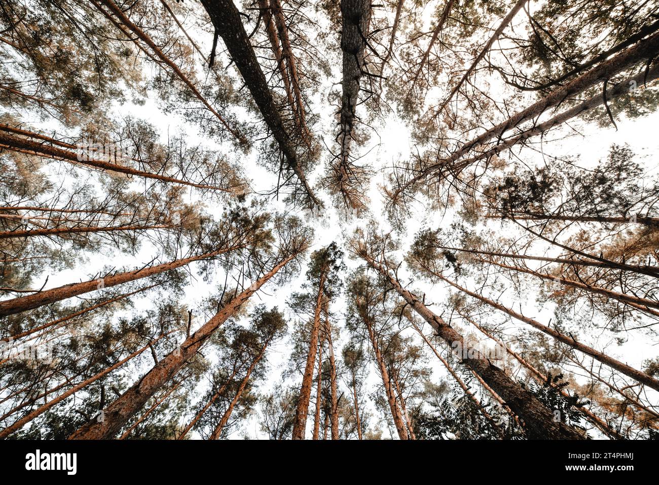 Vertical view in autumnal forest Stock Photo - Alamy