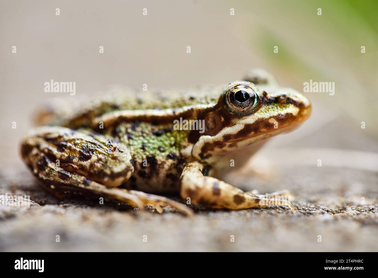 Close-Up Macro Shot of a tiny Frog Stock Photo