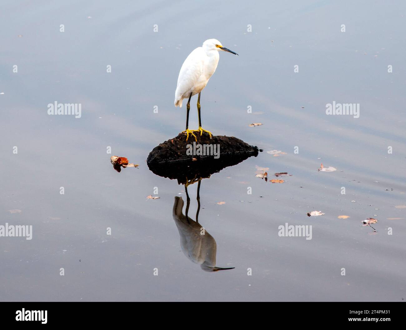 Potrait of a Young white heron crane standing on a rock with its full reflection in the water of Southards Pond on Long Island New York. Stock Photo