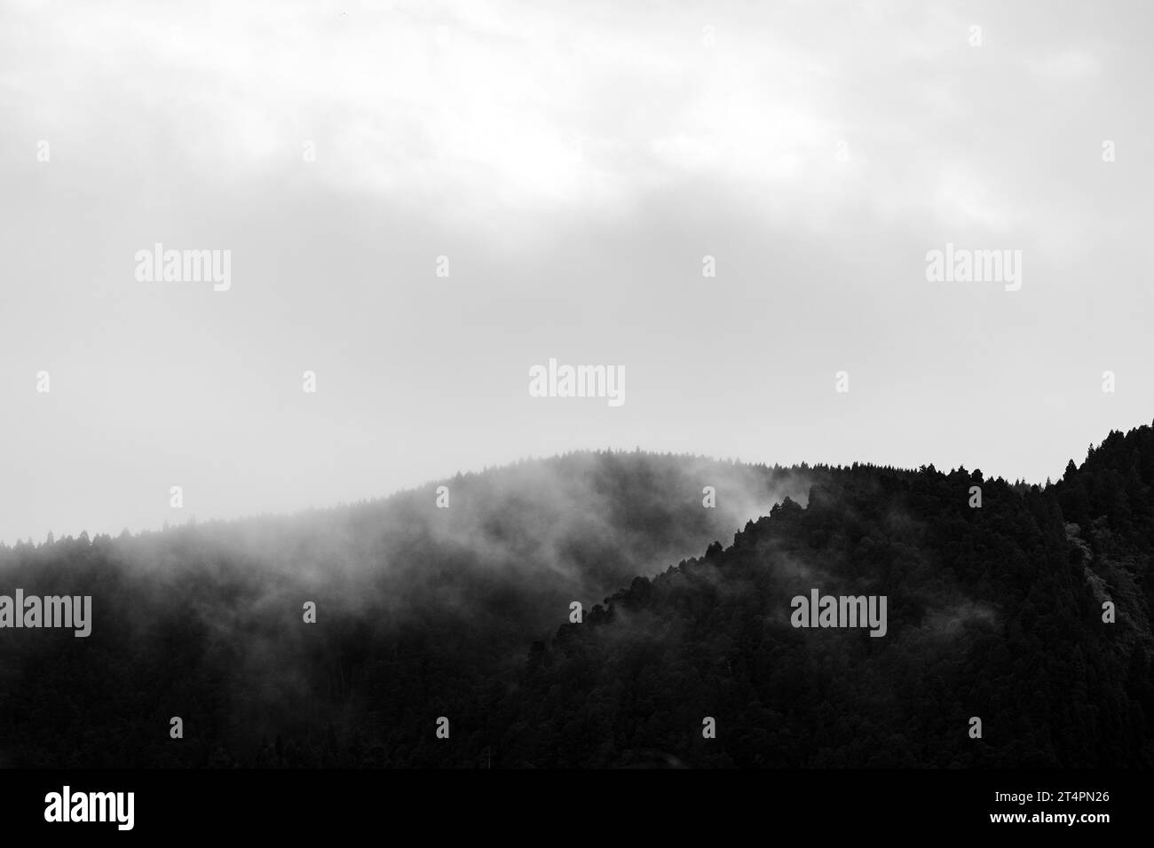 Mysterious landscape with fog and trees on crater rim, Furnas, Azores islands. Stock Photo