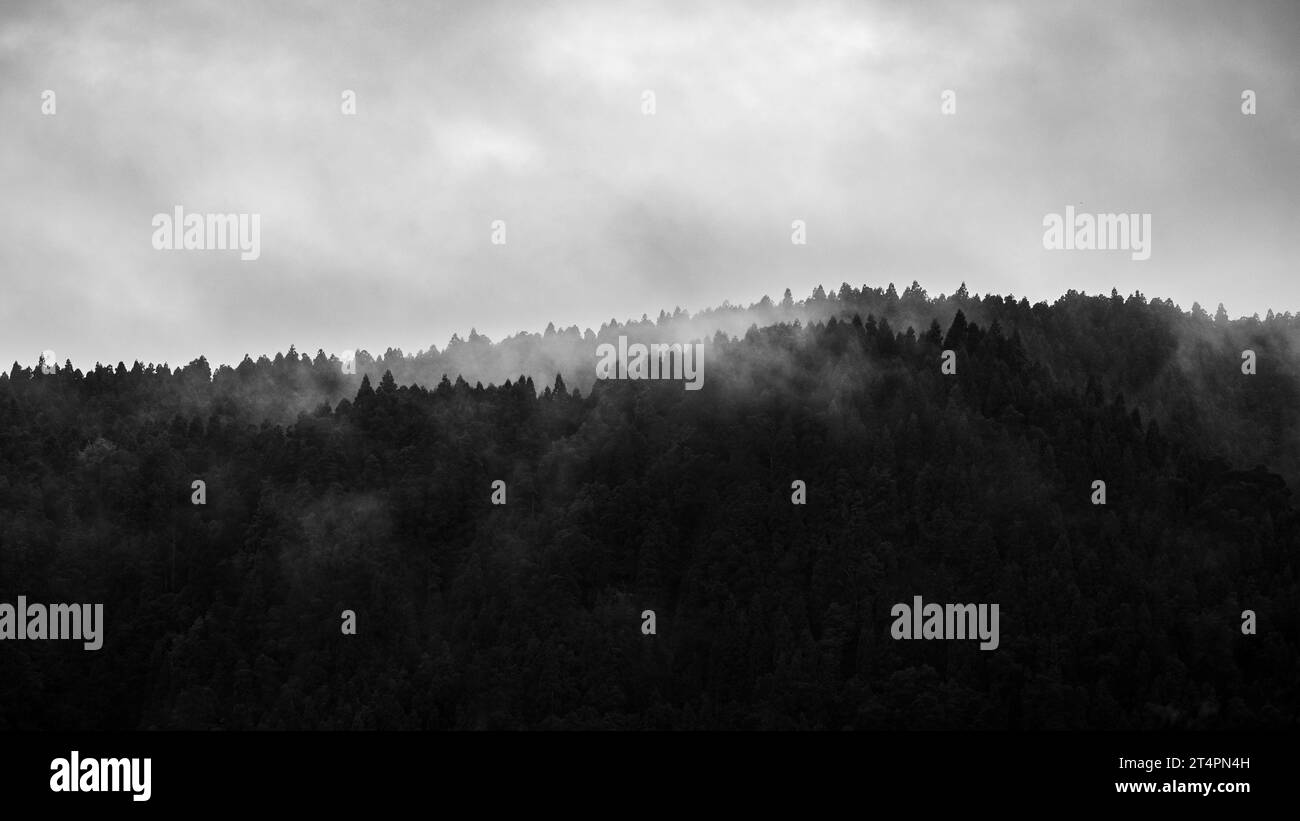 Mysterious landscape with fog and trees on crater rim, Furnas, Azores islands. Stock Photo