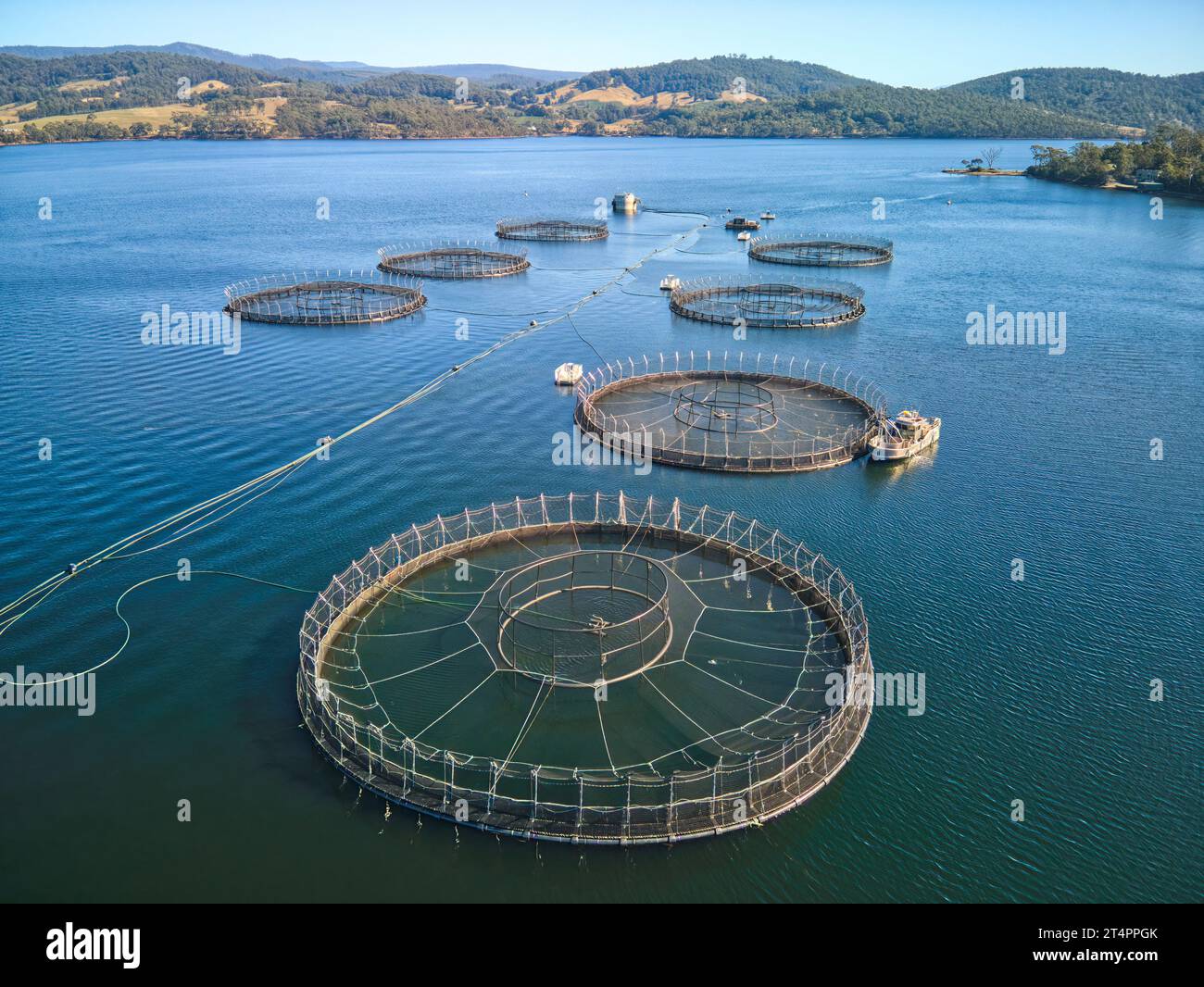 an aerial drone view of a salmon farm in Tasmania Stock Photo