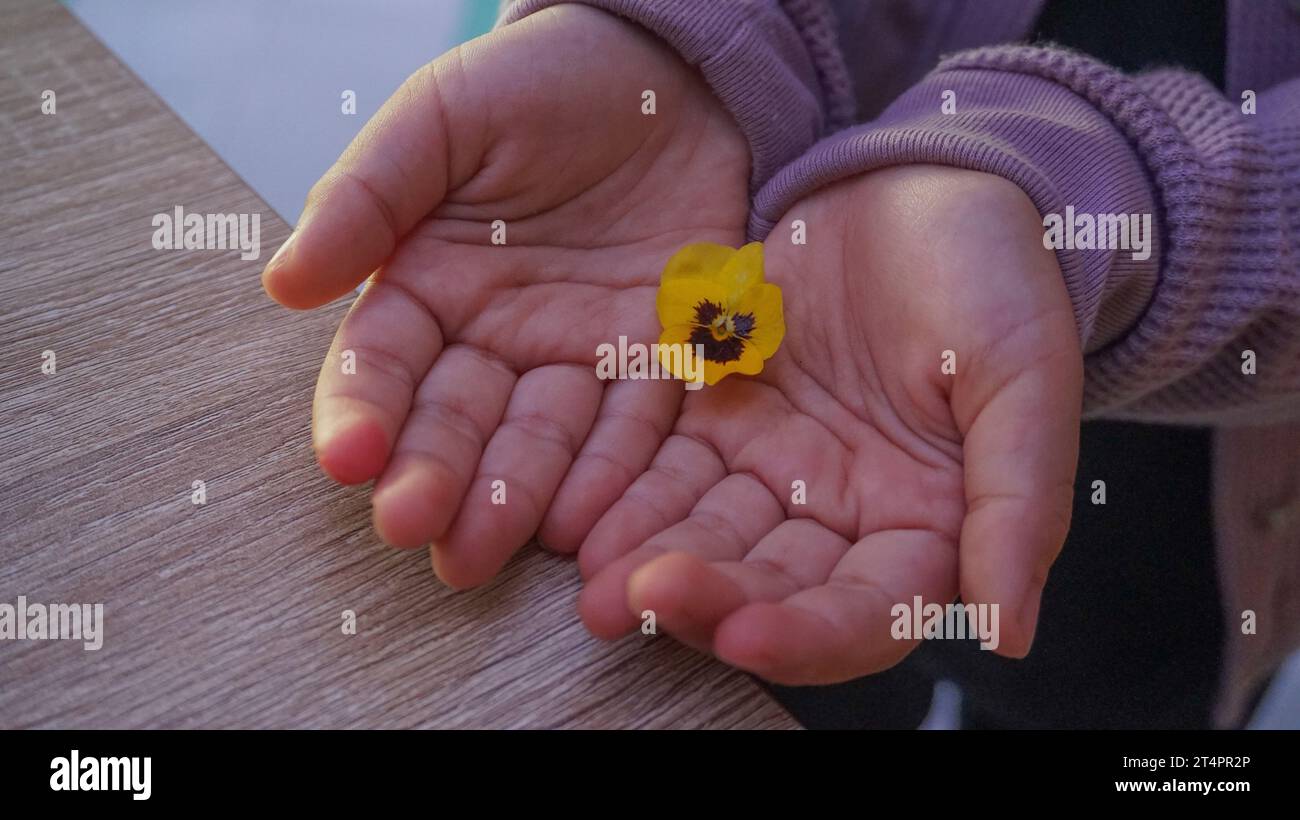 yellow petaled flower in the palm of the hand Stock Photo
