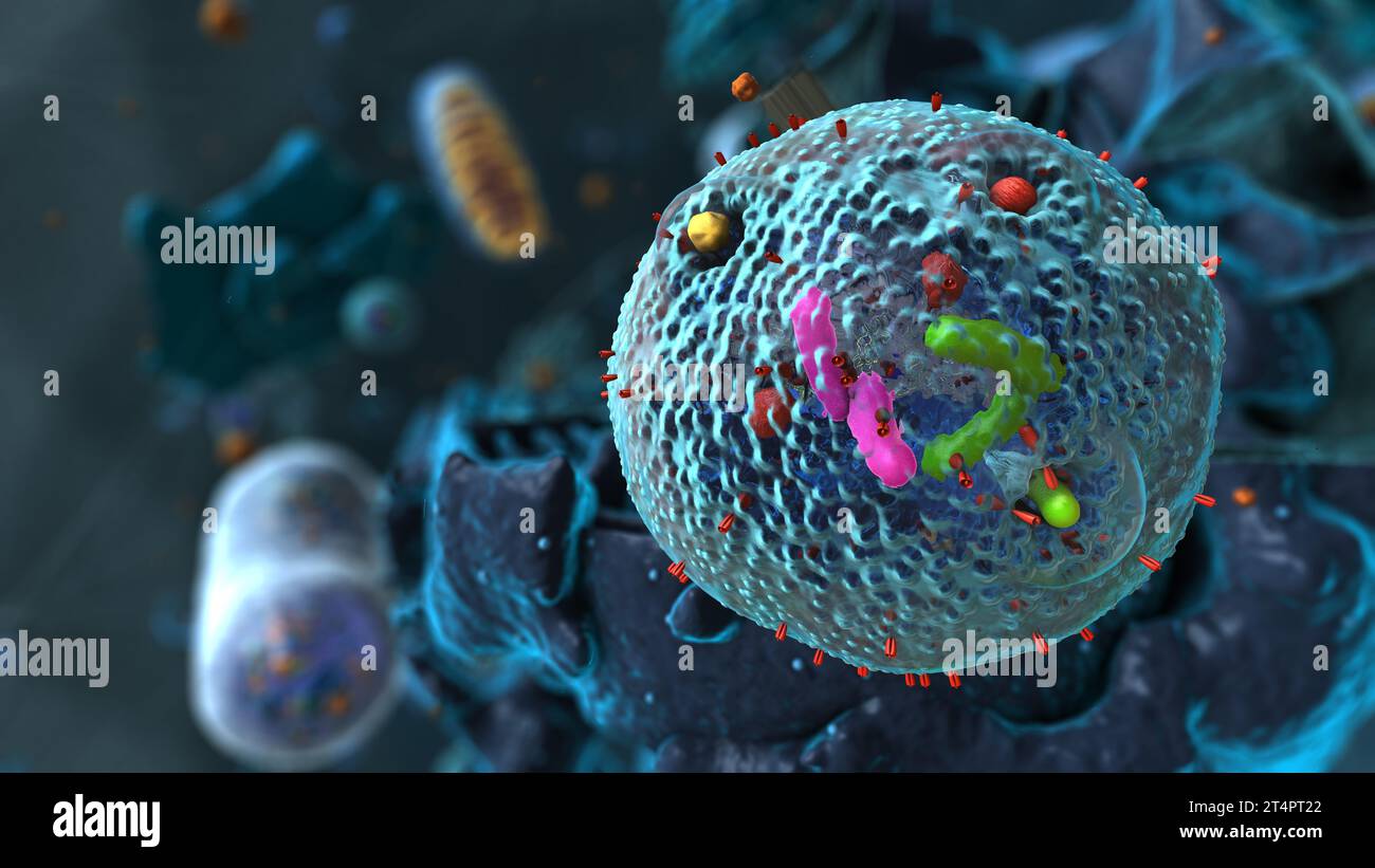 Organelles inside Eukaryote, focus on lysosome - 3d illustration Stock Photo