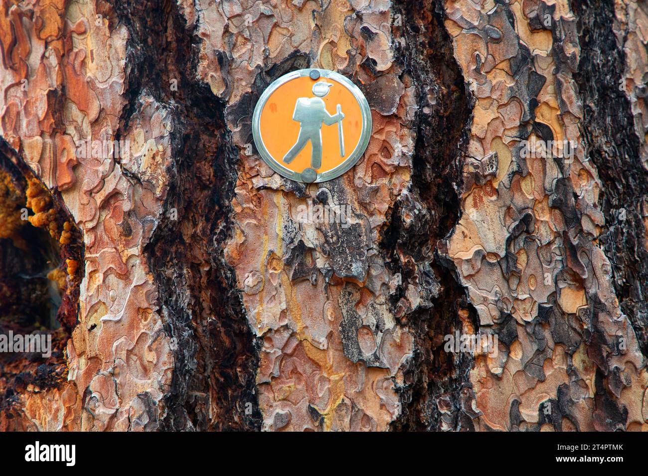 Ponderosa pine (Pinus ponderosa) with trail hiking marker along Myrtle Creek Trail, Malheur National Forest, Oregon Stock Photo