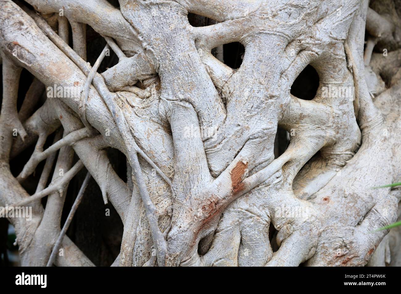 Ficus microcarpa tree root feature Stock Photo