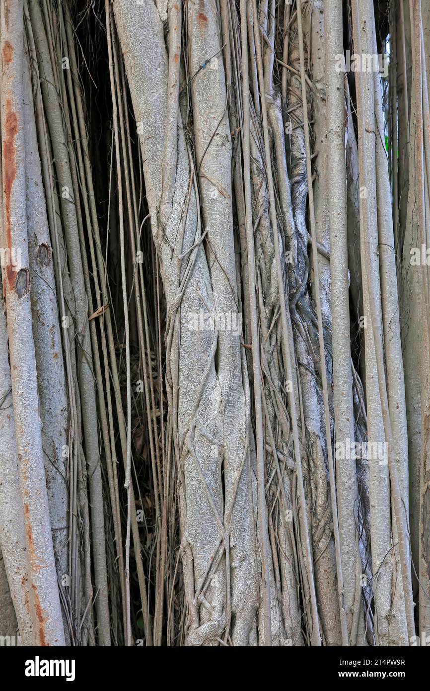 Ficus microcarpa tree root feature Stock Photo