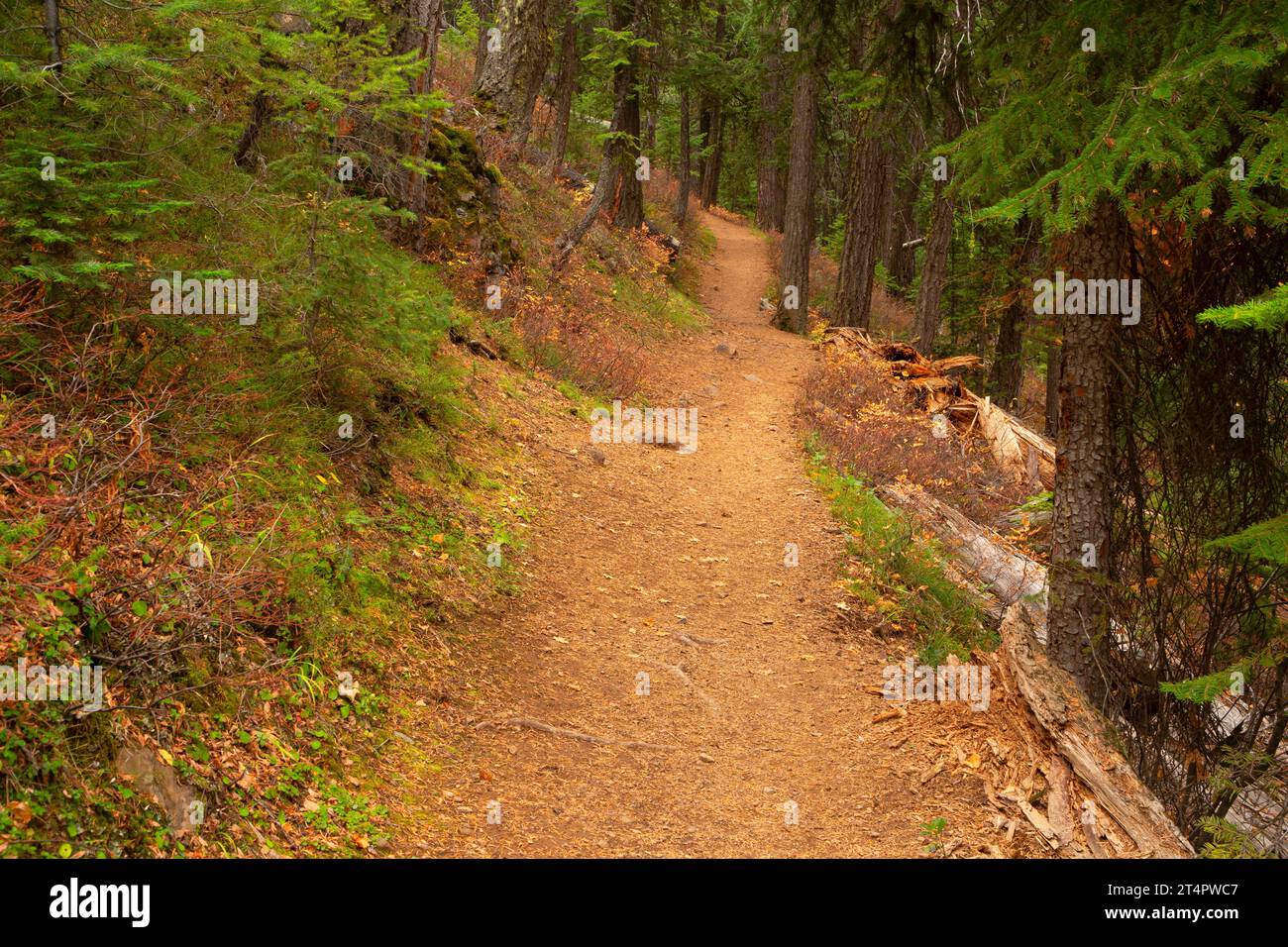Strawberry Basin Trail, Strawberry Mountain Wilderness, Malheur National Forest, Oregon Stock Photo