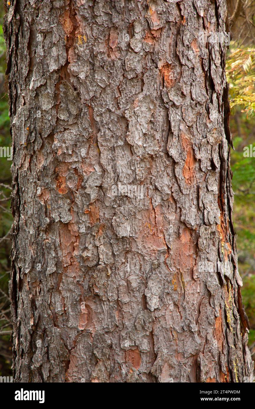 Engelmann spruce (Picea engelmannii) trunk along Strawberry Basin Trail, Strawberry Mountain Wilderness, Malheur National Forest, Oregon Stock Photo