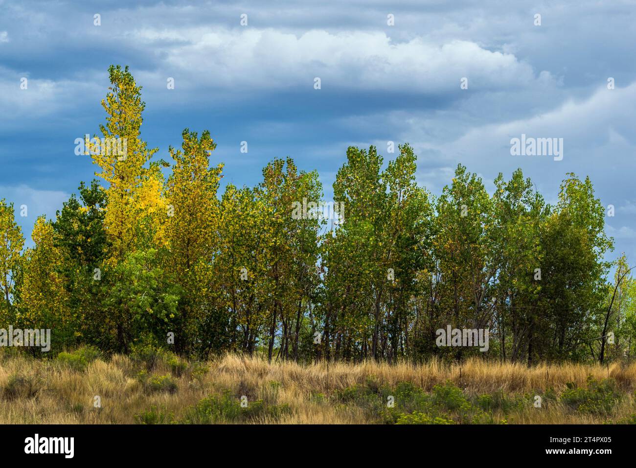 Group trees on rocky hi-res stock photography and images - Alamy