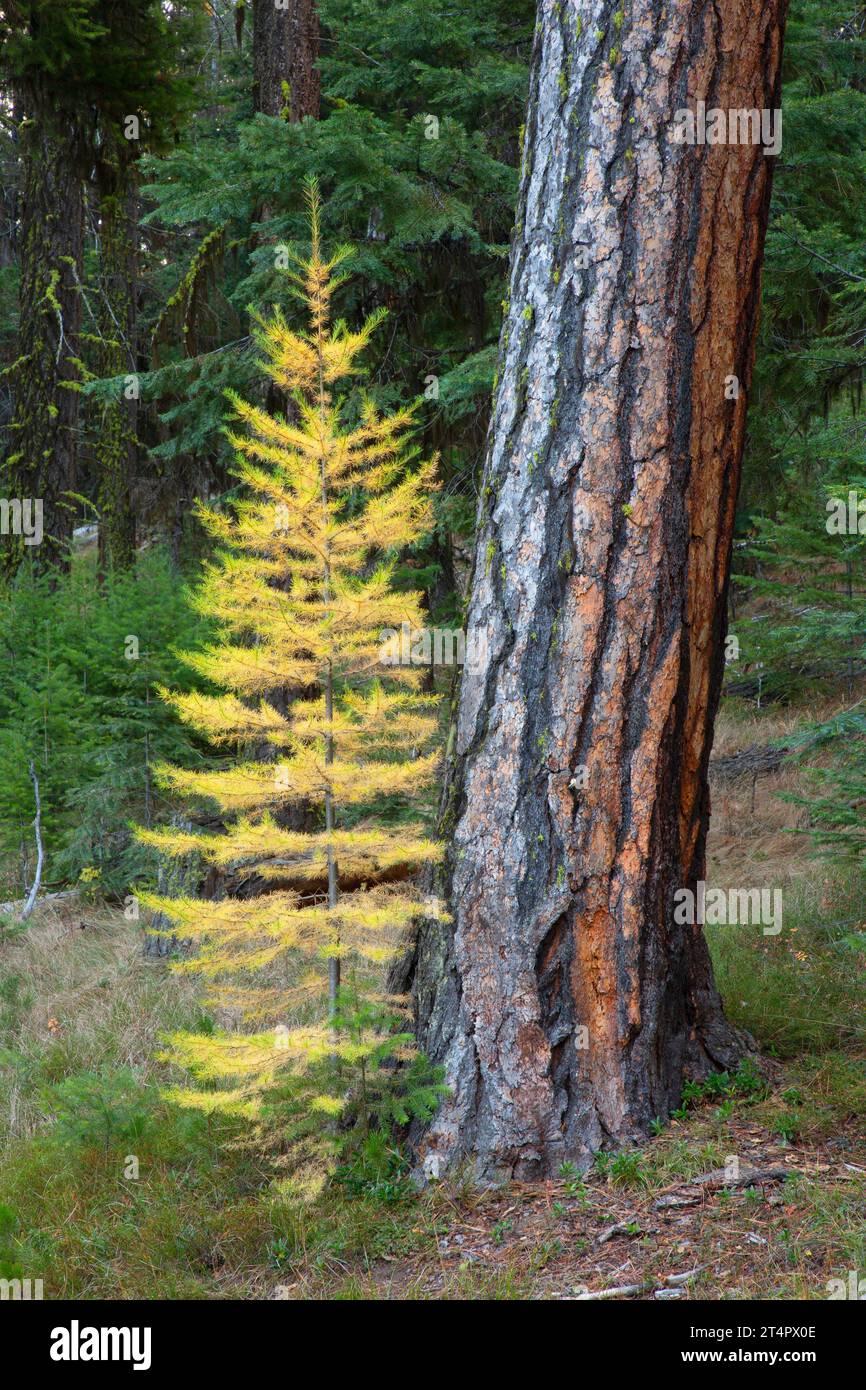 Ponderosa pine (Pinus ponderosa) and Western larch (Larix occidentalis) along Magone Lake Trail, Malheur National Forest, Oregon Stock Photo