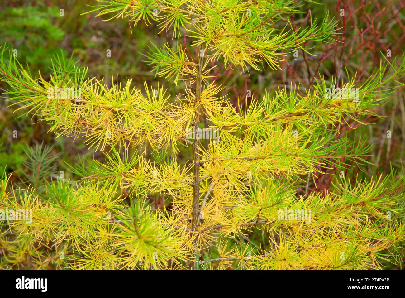 Western larch (Larix occidentalis) needles along Magone Lake Trail, Malheur National Forest, Oregon Stock Photo