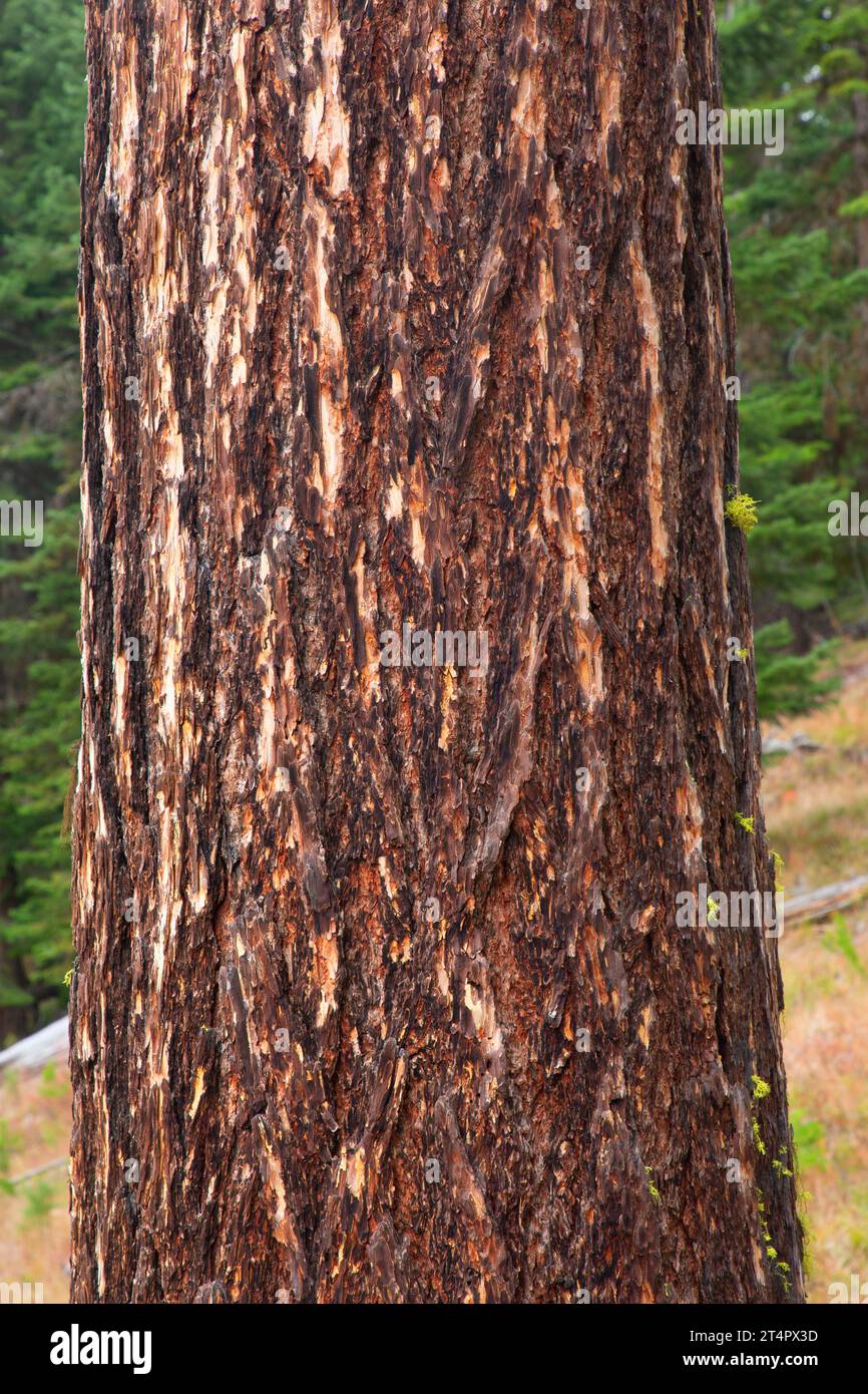 Western larch (Larix occidentalis) trunk along Magone Lake Trail, Malheur National Forest, Oregon Stock Photo