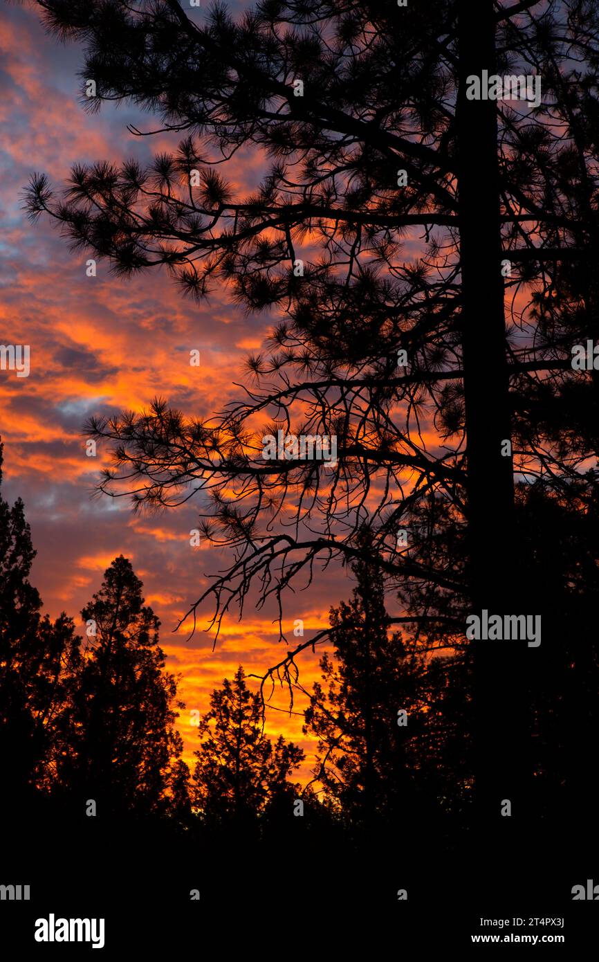 Ponderosa pine (Pinus ponderosa) sunrise, Whychus Canyon Preserve, Oregon Stock Photo