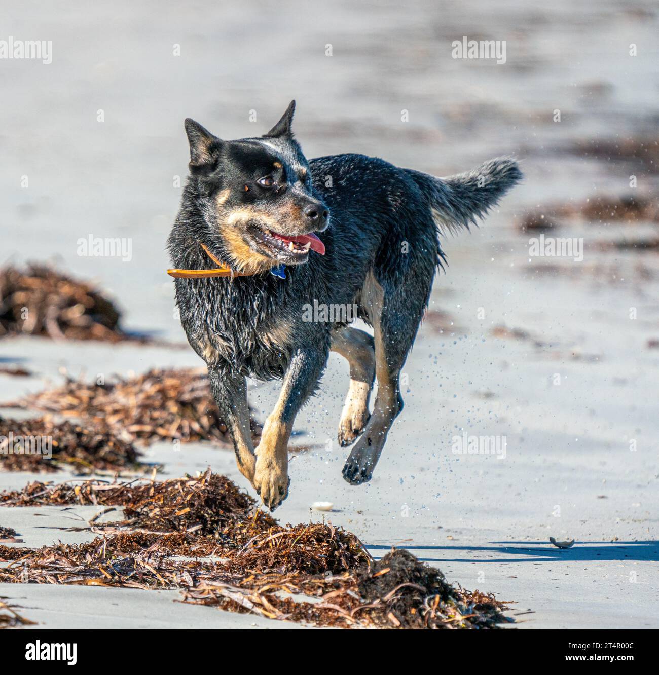 Grey wolf tail up hi-res stock photography and images - Alamy