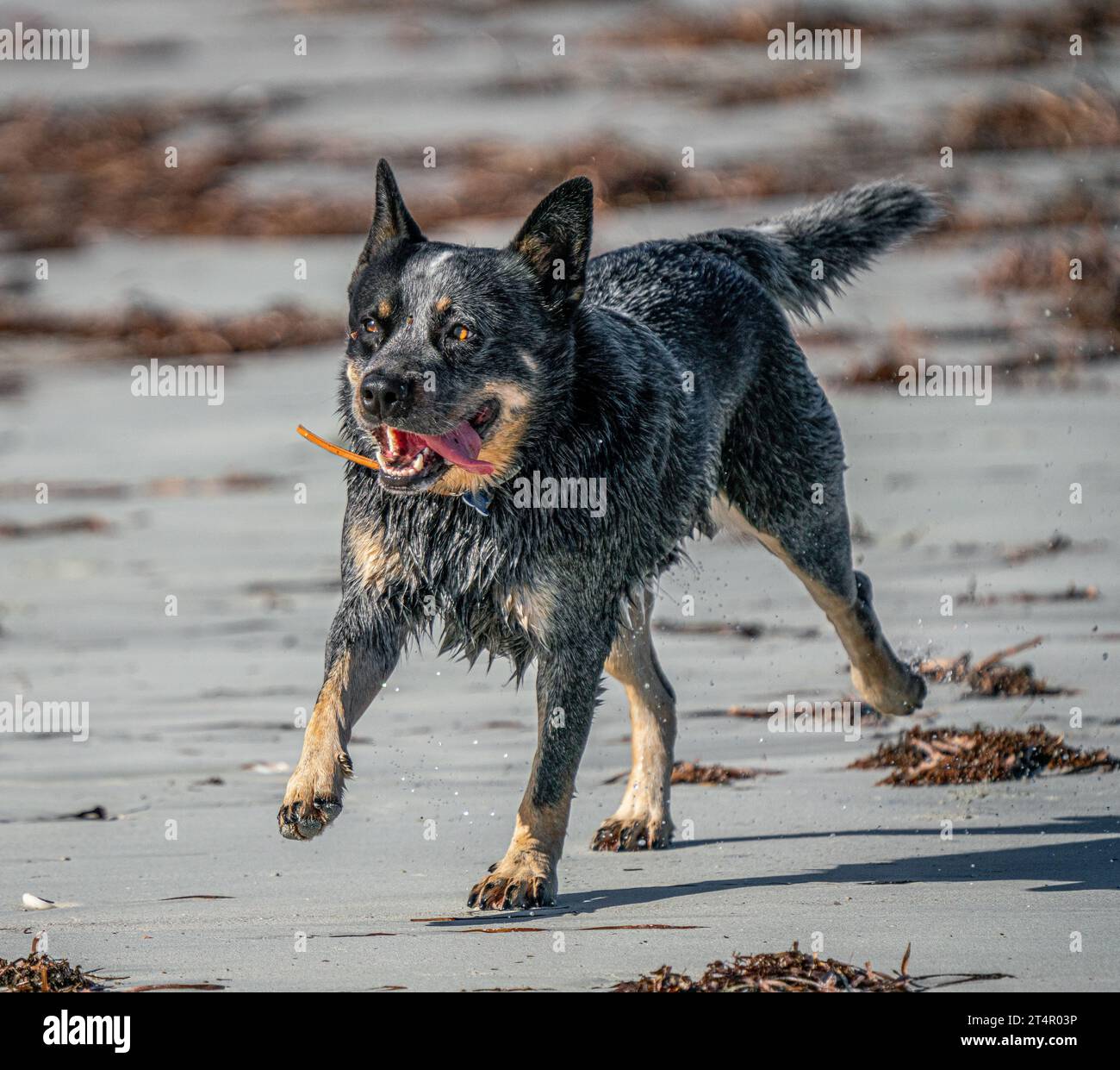 Grey wolf tail up hi-res stock photography and images - Alamy