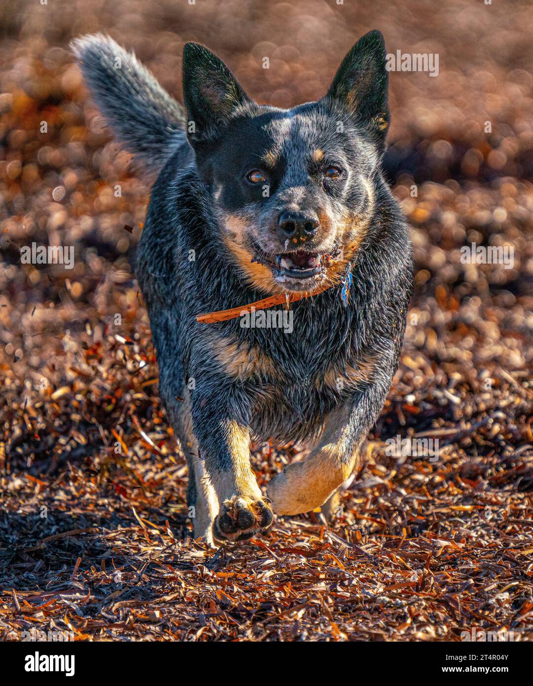 Wolf collar hi res stock photography and images Page 2 Alamy