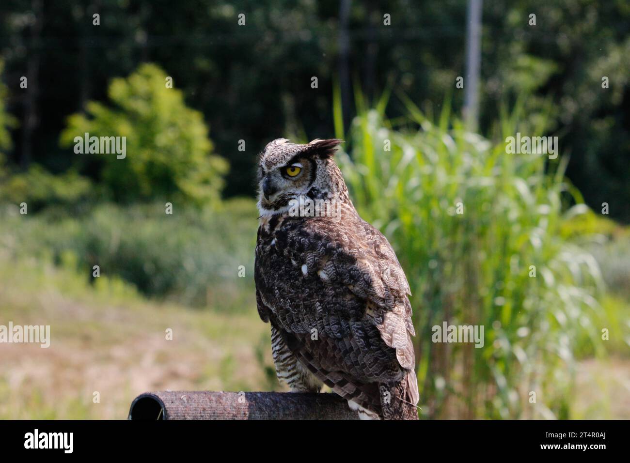 Wild great horned owl adult - bubo virginianus - flying towards camera, yellow eyes fixed on camera, wings spread apart, isolated cutout on white Stock Photo