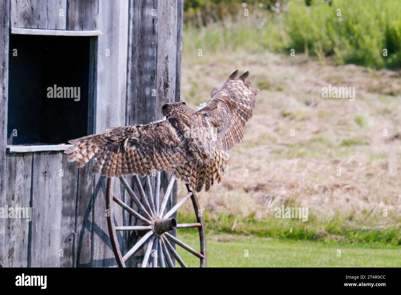 Wild great horned owl adult - bubo virginianus - flying towards camera, yellow eyes fixed on camera, wings spread apart, isolated cutout on white Stock Photo