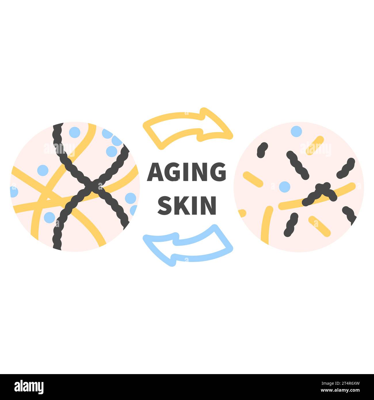 Collagen levels in young and aging skin diagram Stock Vector Image