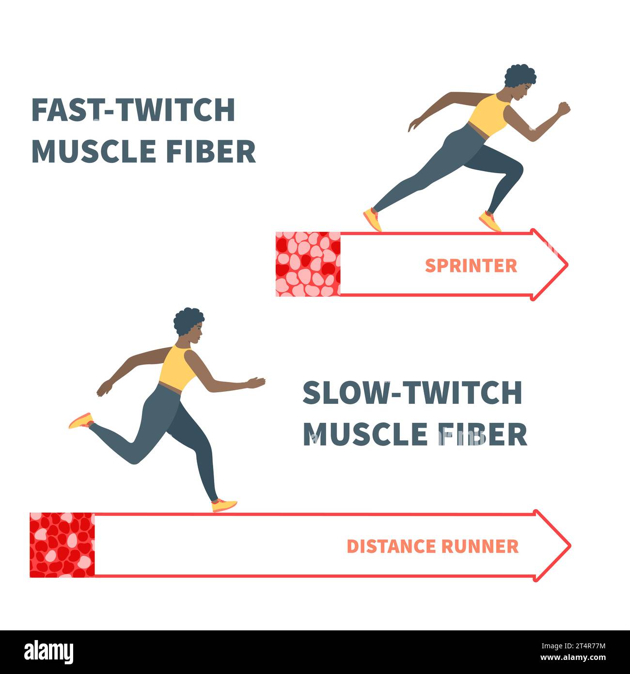 Slow twitch and fast twitch muscle fiber types illustration stock