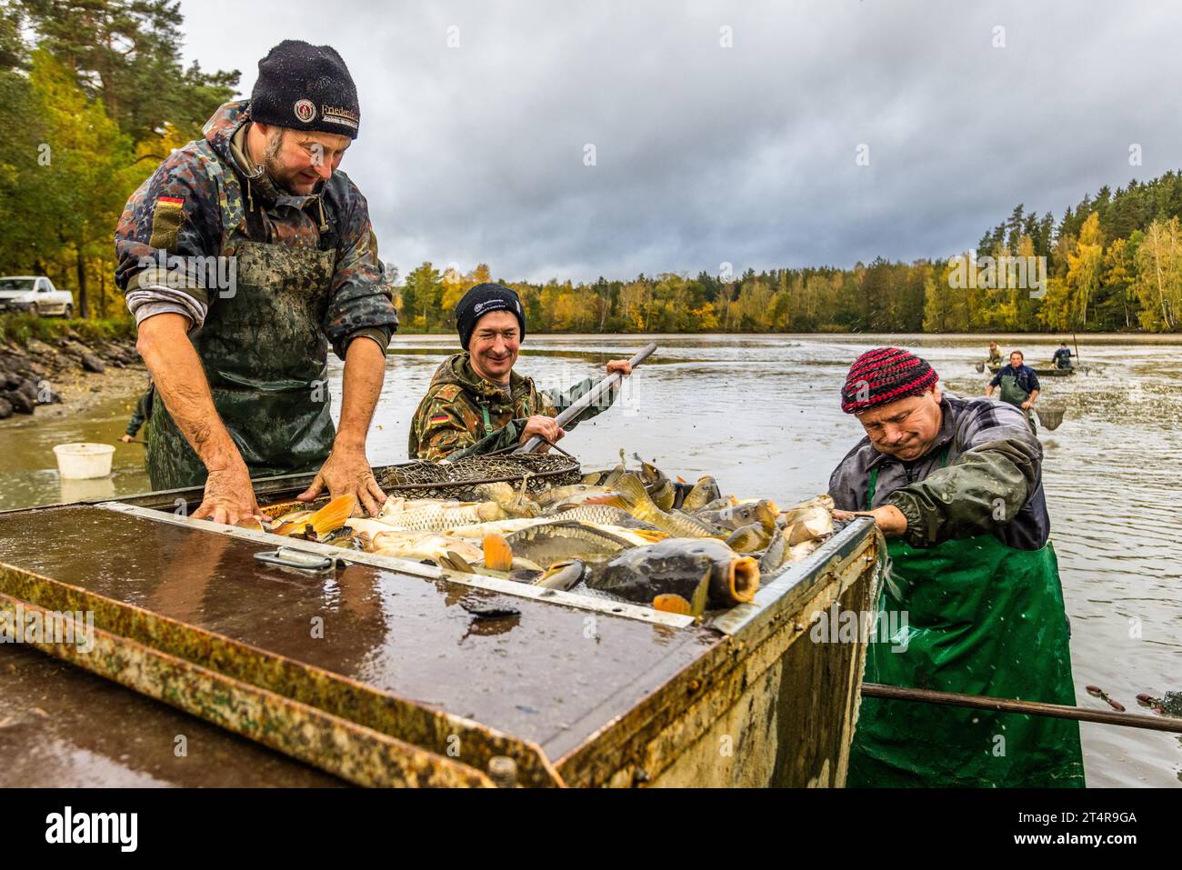Fishing for carp in the Upper Palatinate. People have been farming fish in the Tirschenreuth region since the 13th century. In the fall, the ponds are emptied and the fish are placed in water basins before they are sold or slaughtered. Wiesau (VGem), Germany Stock Photo