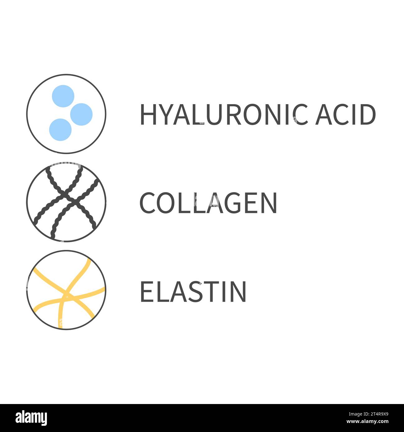 Diagram of collagen, elastin and hyaluronic acid cells Stock Vector