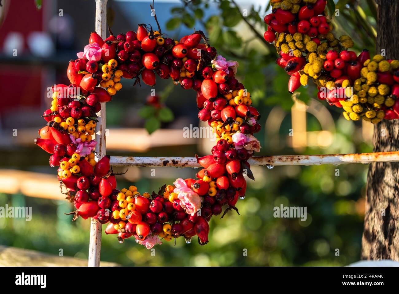 Blume aus samen pflanzen hi-res stock photography and images - Alamy