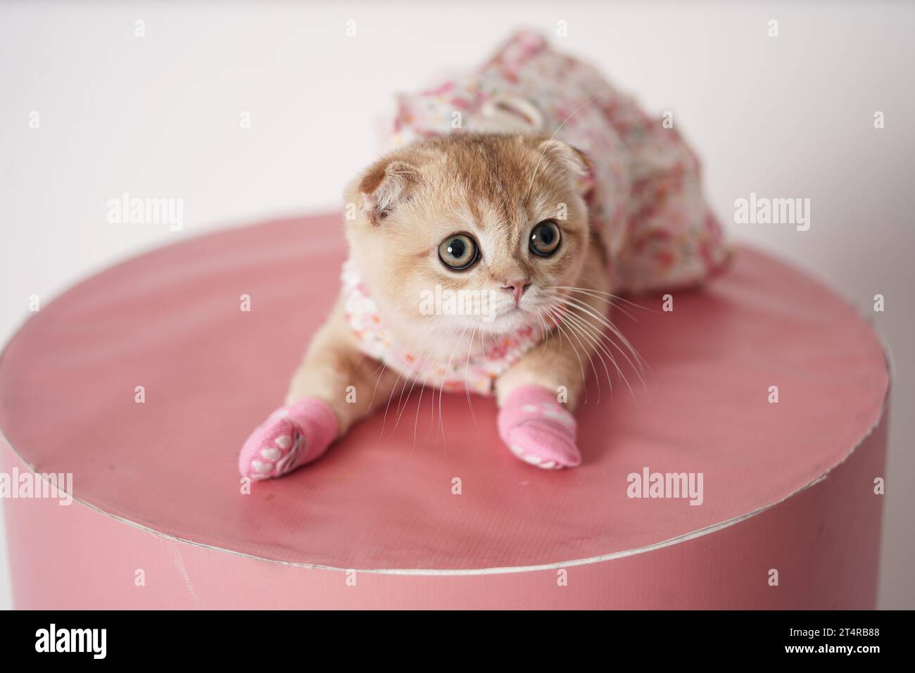 Cute little kitten wearing a dress and socks laying on a pink table. Baby  Scottish fold cat dressed up Stock Photo - Alamy
