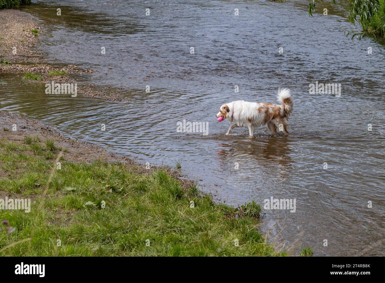 Medium breed dog with abundant white brown fur walking out of river towards shore, pink ball in snout, perfil view, calm day playing in nature. Concep Stock Photo