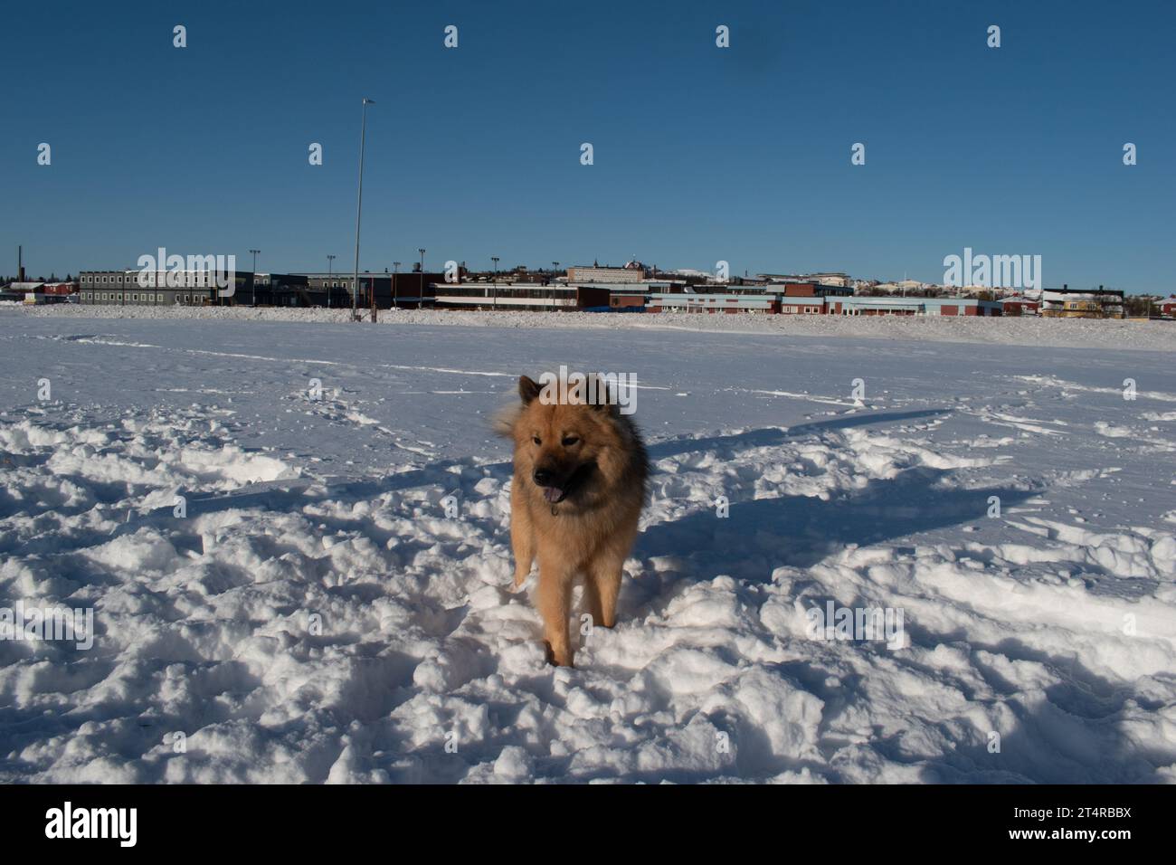 Dogs playing and running in snow. Eurasian, Labradoodle and flatcoated Retriever playing in winter. Stock Photo