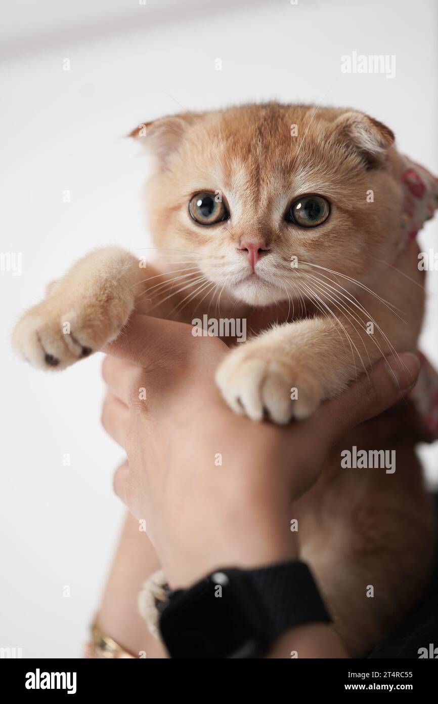 Human is holding a cat, 3 months scottish fold cat. Stock Photo