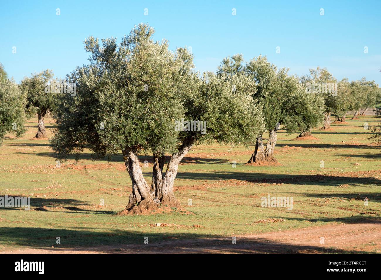 Olivar mediterráneo en España fuente de aceite de oliva virgen extra Stock Photo