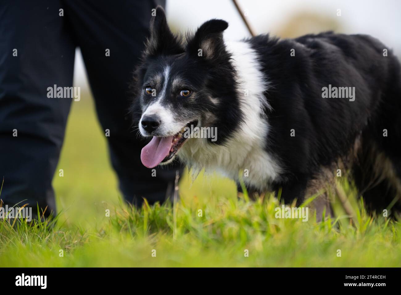 Working border collie dog - UK Stock Photo