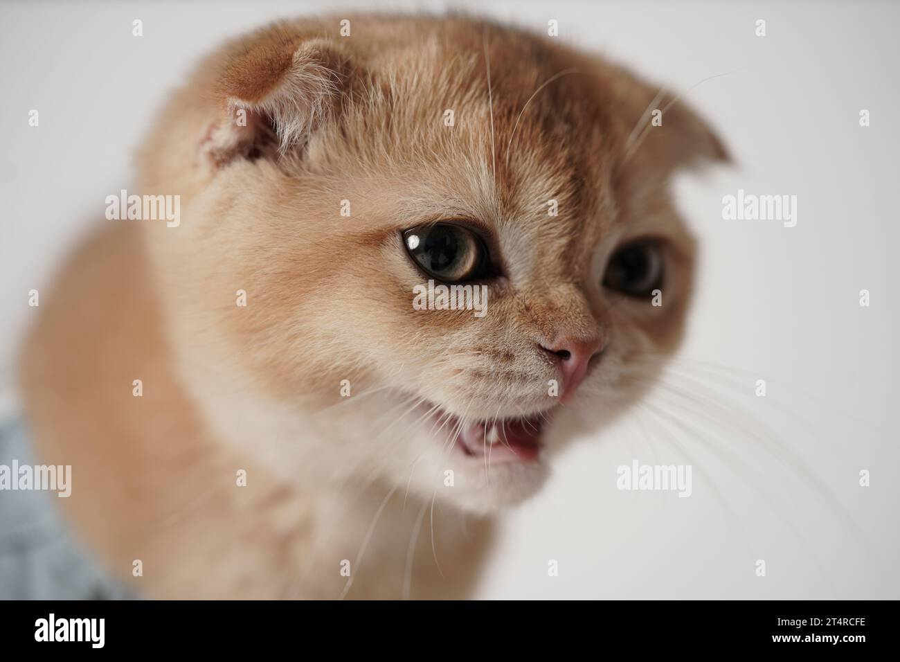 small kitten's tooth, small scottish fold cat showing his teeths. brown