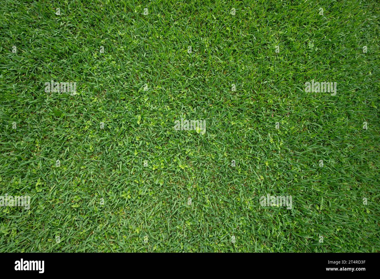 Soft green wet grass background above top view Stock Photo - Alamy