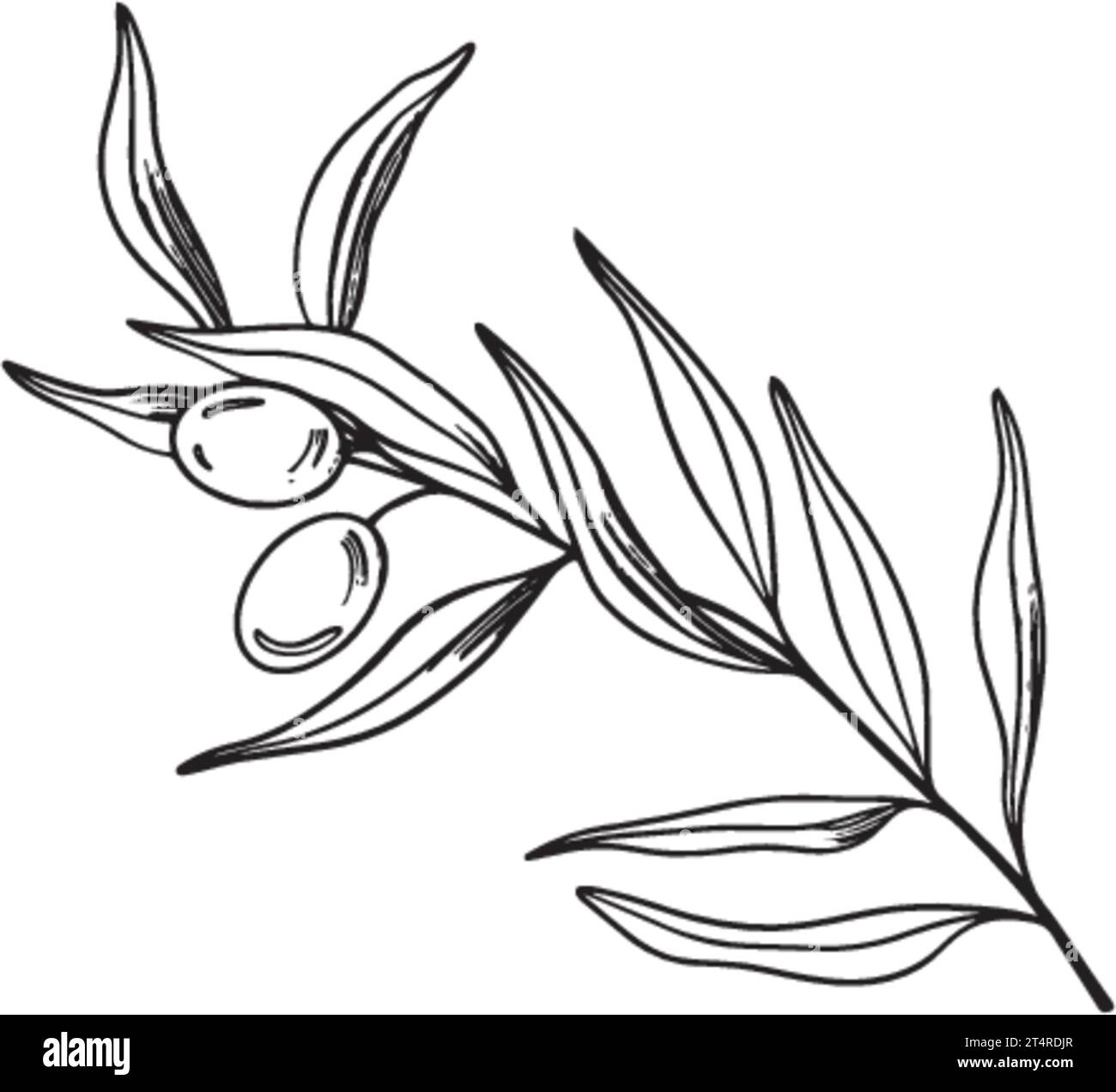 Sketch of olive branch with berries and leaves. Hand drawn vector line art illustration. Black and white drawing of the symbol of Italy or Greek for Stock Vector