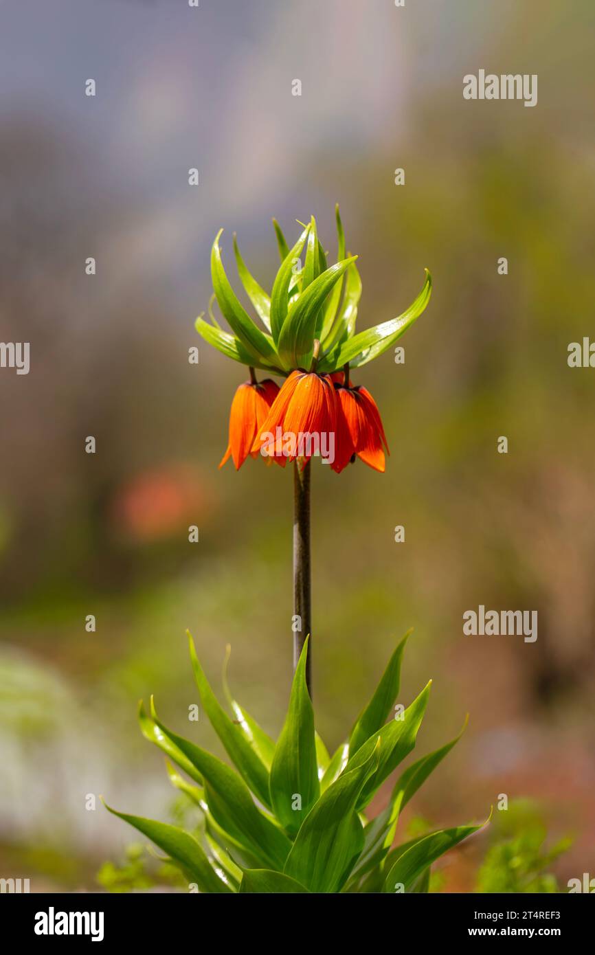 Turkish mountains in the skirts of the opposite lilies. Inverted lilies. Colorful colored tulip in the jungle. Tulip Crying ''Ters Lale'' . Cukurca, Stock Photo