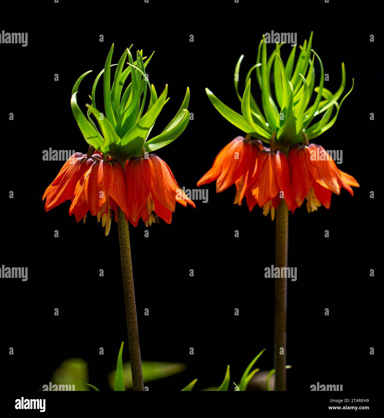 Turkish mountains in the skirts of the opposite lilies. Inverted lilies. Colorful colored tulip in the jungle. Tulip Crying ''Ters Lale'' . Cukurca, Stock Photo