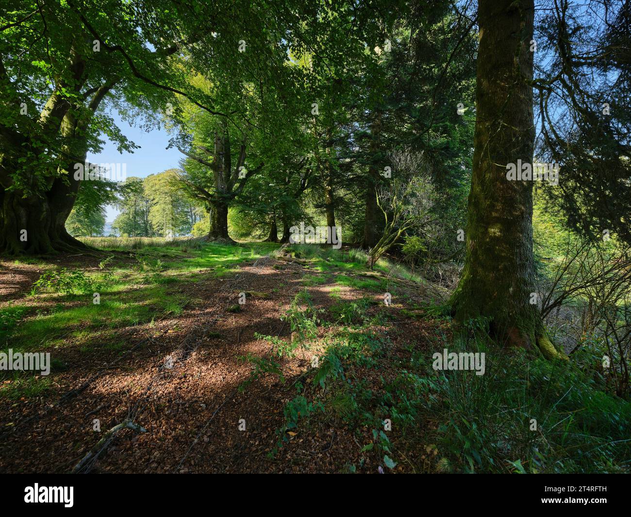 A September sunlit view highlighting viariety of old trees in parkland by Strachur Bay. Argyll, Scotland Stock Photo