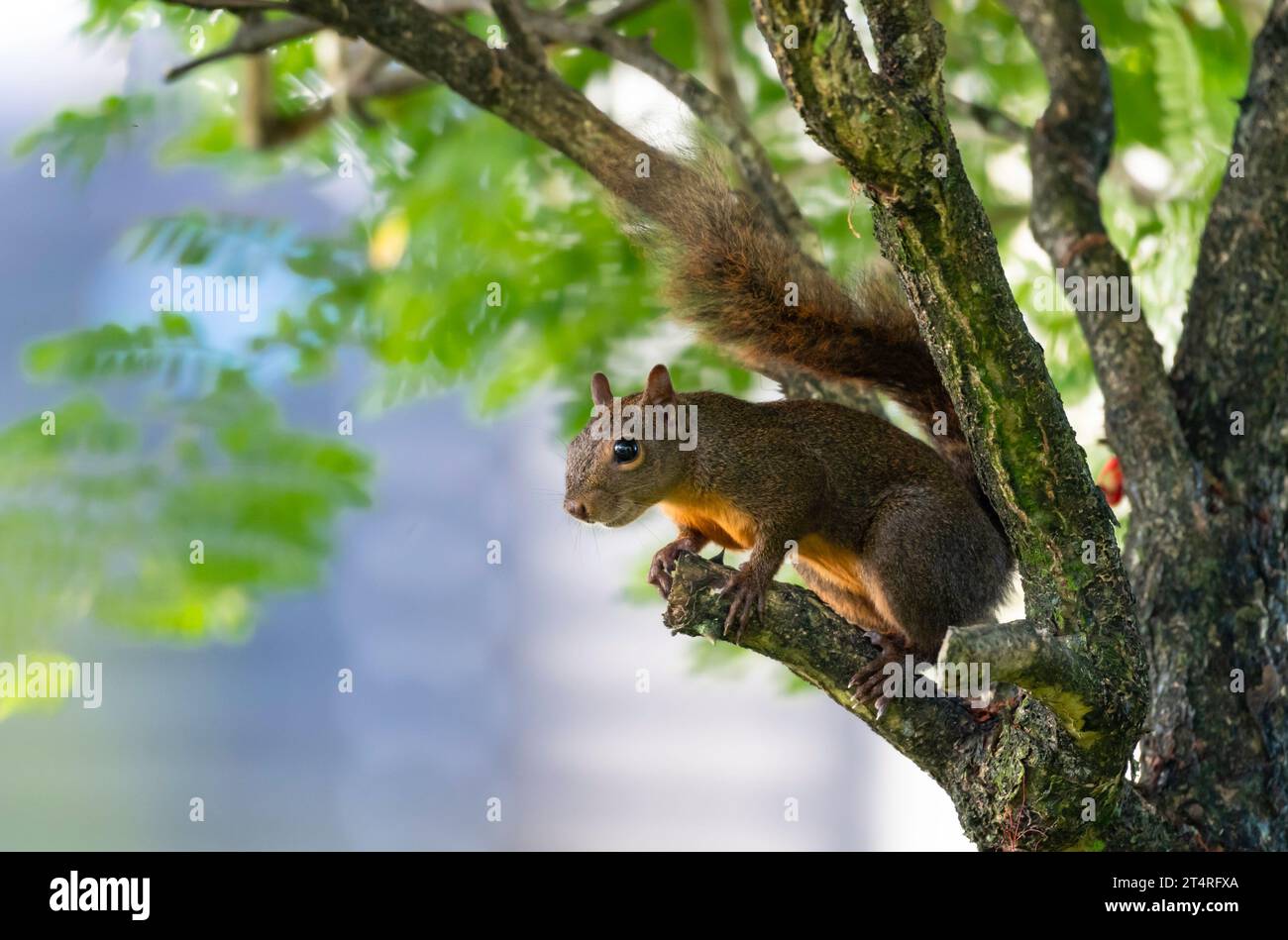 Endemic Red-tailed squirrel sitting in the shade of a tree on the island of Trinidad Stock Photo