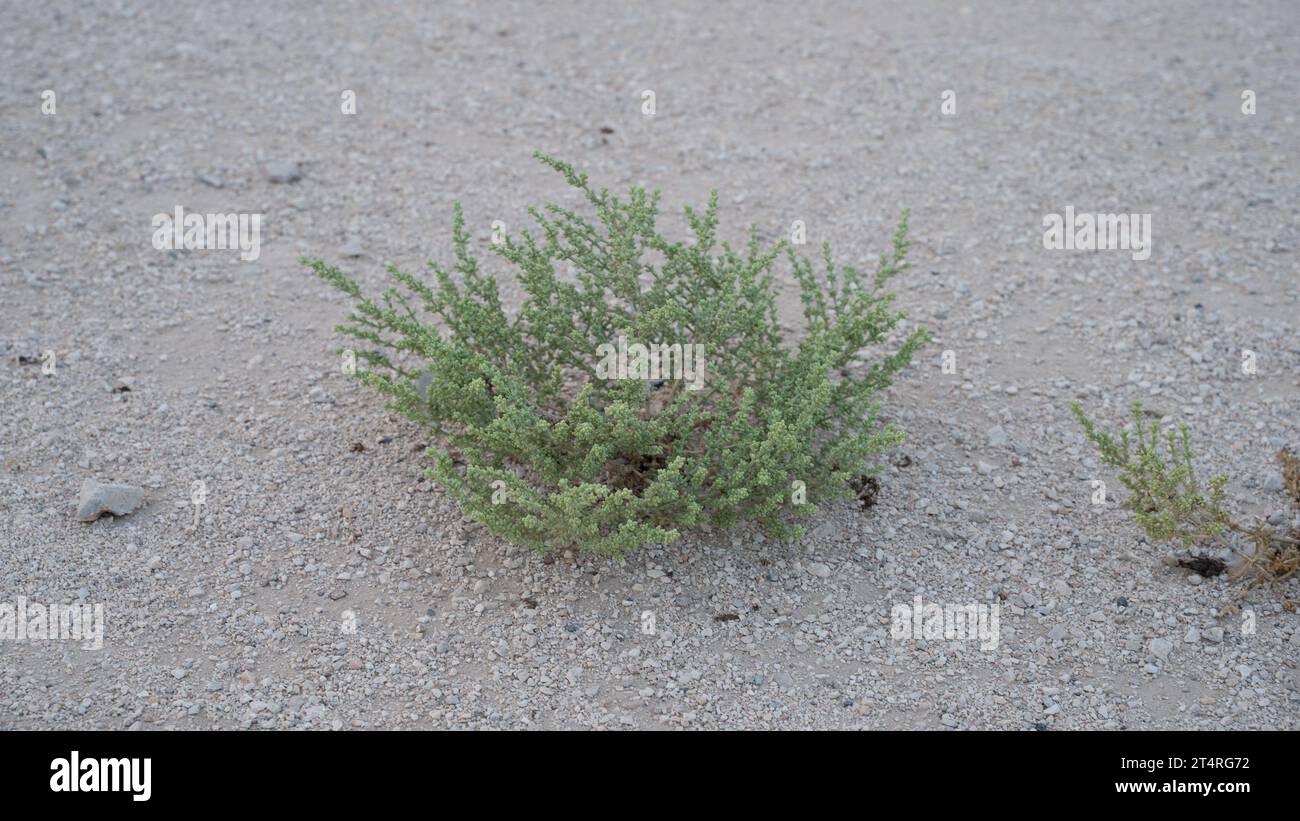 Desert grass plant in Qatar,Halophyte plant called Zygophyllum qatarense or Tetraena qatarense Stock Photo