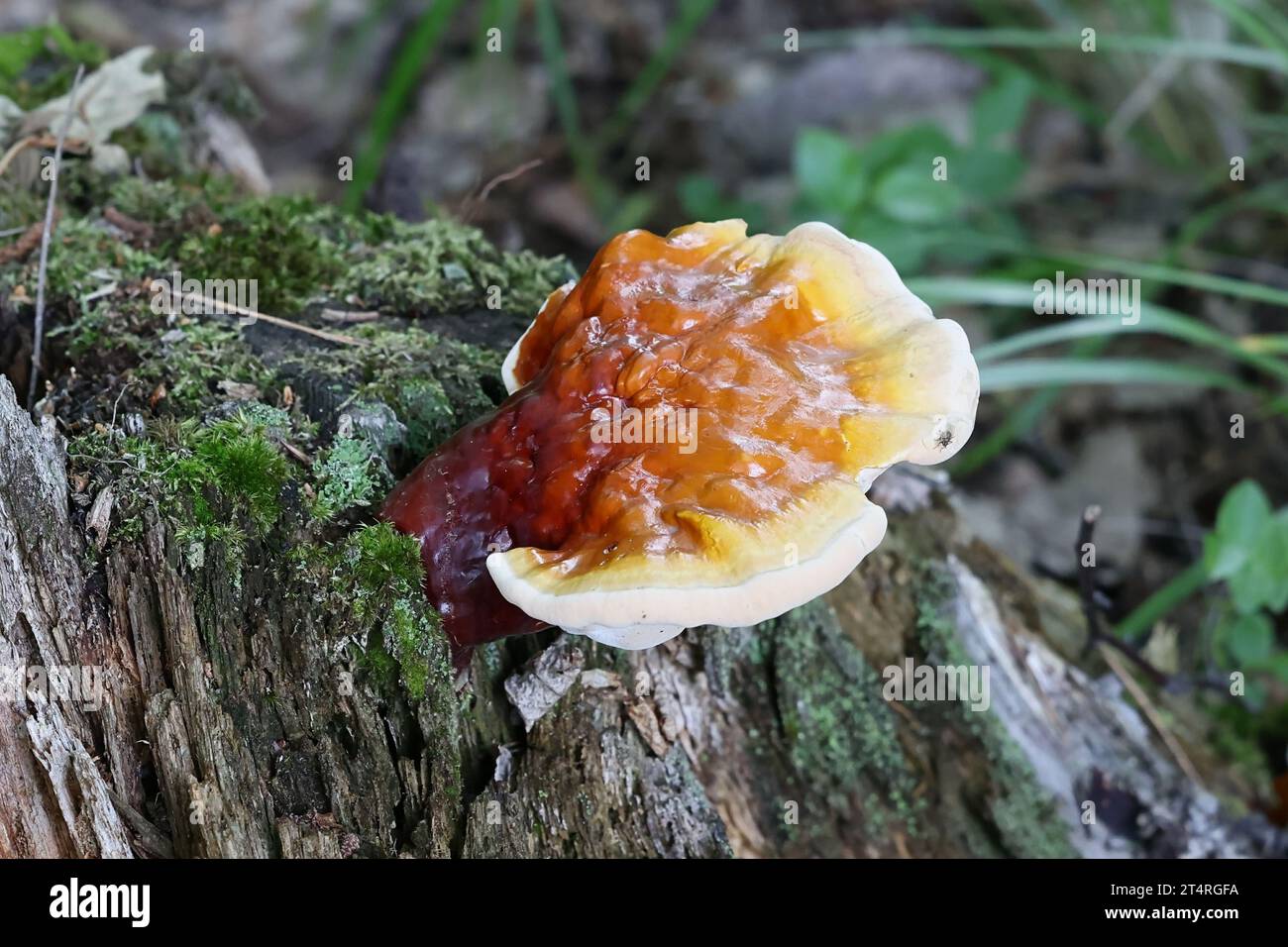 Ganoderma lucidum, commonly known as the lingzhi or reishi mushroom, very traditional medicinal fungus growing wild in Finland Stock Photo