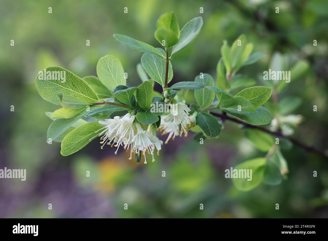 Lonicera caerulea, known as blue honeysuckle, sweetberry honeysuckle, fly honeysuckle,  blue-berried honeysuckle or honeyberry Stock Photo